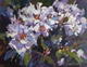 April Rhodo