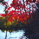 Canadian Crimson