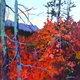 Coquihalla Crimson