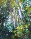 Forest Light