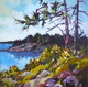 Gulf Gavotte, Portland Island
