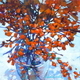Heavenly Bamboo 4