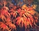Maple Splash