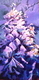 Nadean's Wisteria