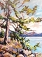 Salish Sentinel