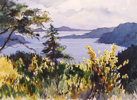 Scotch Broom, Mayne Island