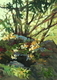 Sooke Study 2