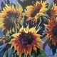 Sunflowers, Provence
