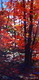 Symphony in Red